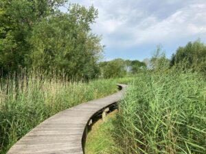 Vlonderpad tussen het riet